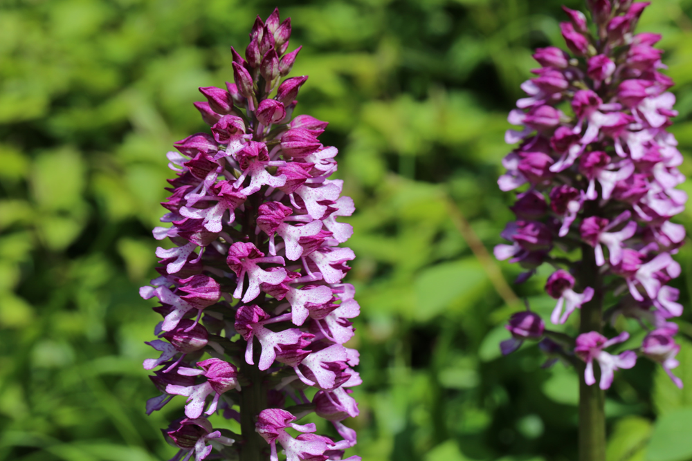 Orchys purpurea